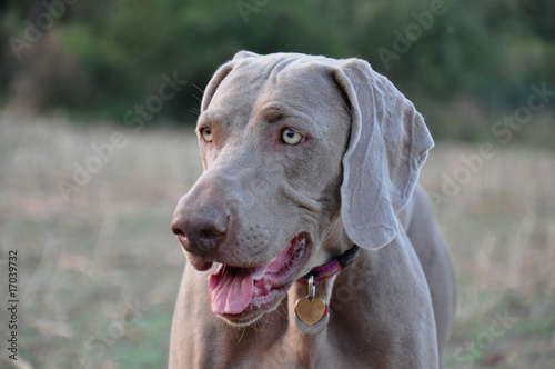 Beautiful dog waiting for trophy