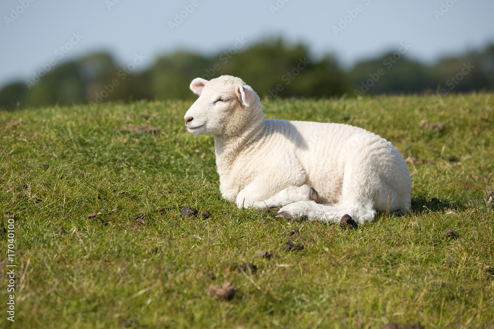 Obraz premium Deichschaf