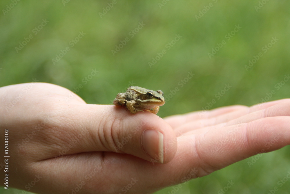 Froschhand Froschhand