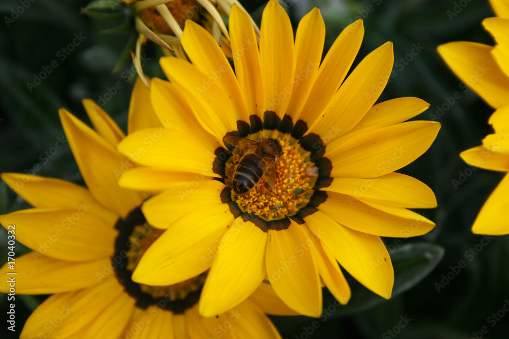 bee on yellow daisy bee on yellow daisy