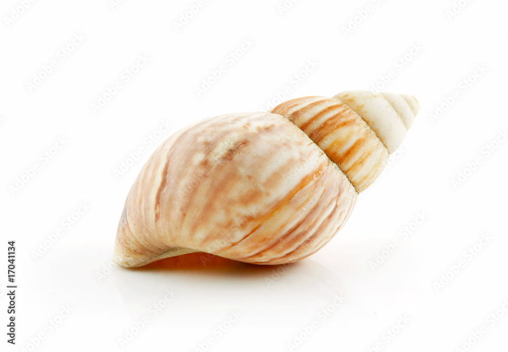 Colored Seashell Scallop Isolated on White