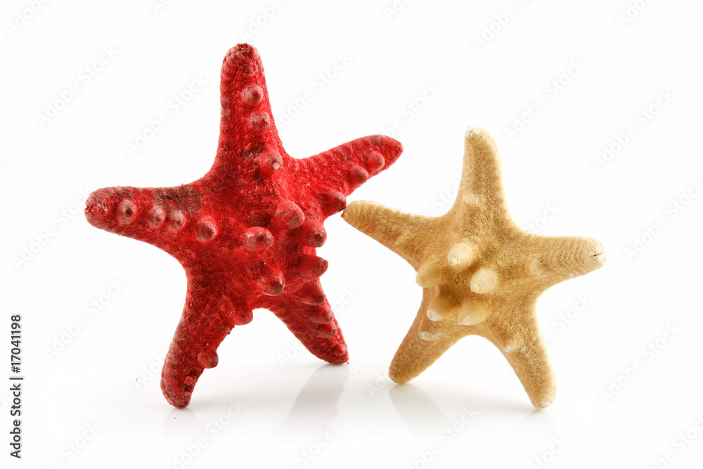 Two Colored Seashells Starfishes Isolated on White Two Colored Seashells Starfishes Isolated on White