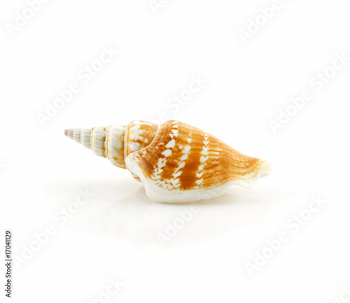 Colored Seashell Scallop Isolated on White