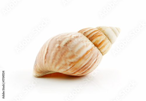 Colored Seashell Scallop Isolated on White