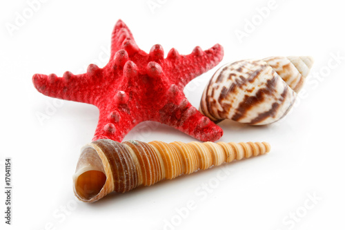 Colored Seashells (Starfish and Scallop) Isolated on White