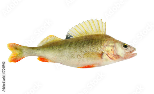 Big perch isolated on white background