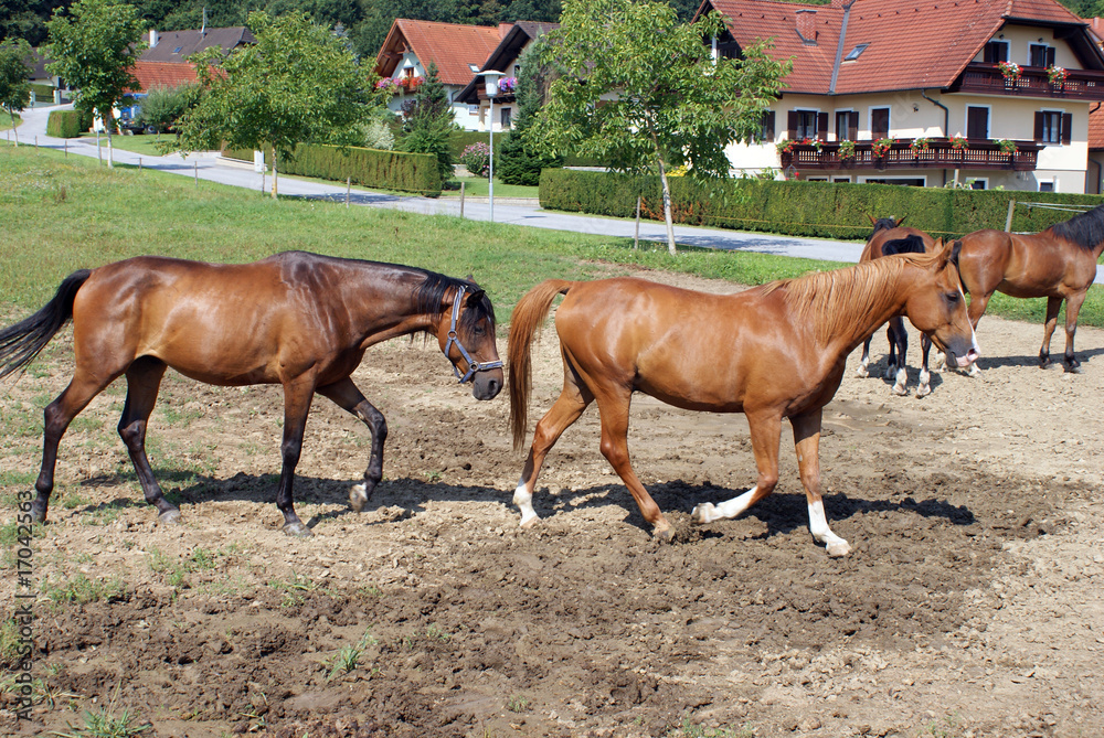 Obraz premium cavalli in fattoria