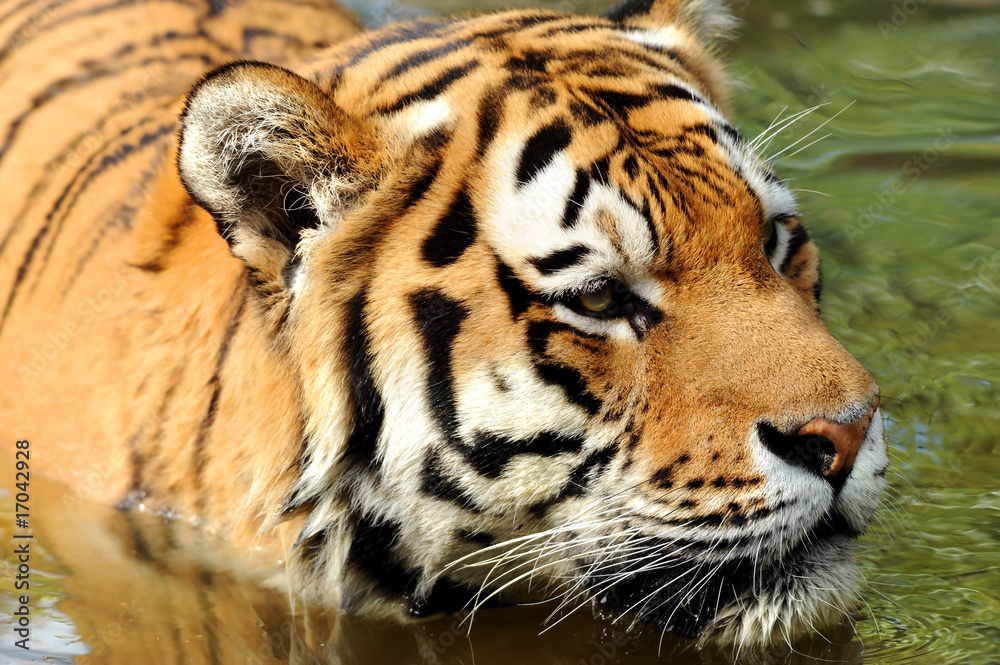 Fototapeta premium Zoo 85