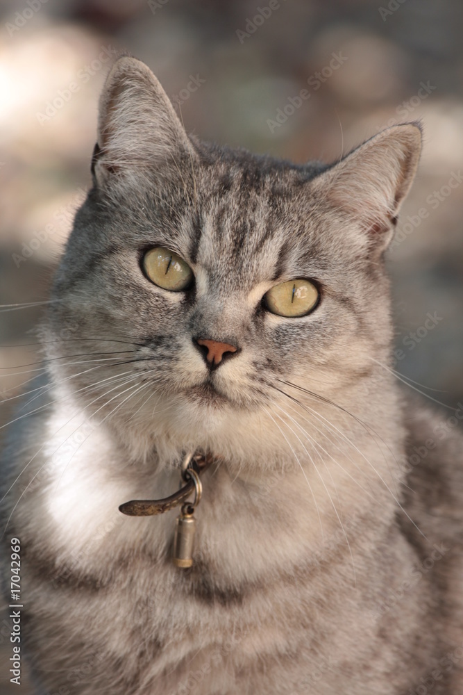chat chat