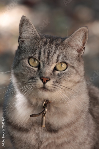 chat