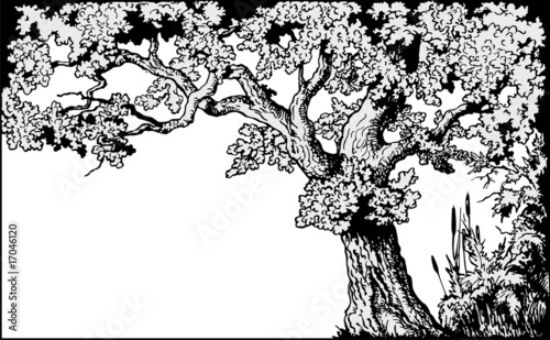 Oak frame vector