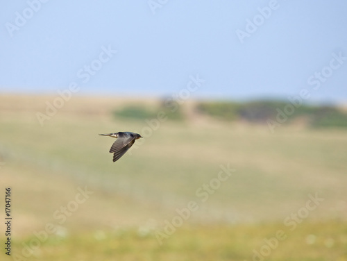 Barn Swallow migrating