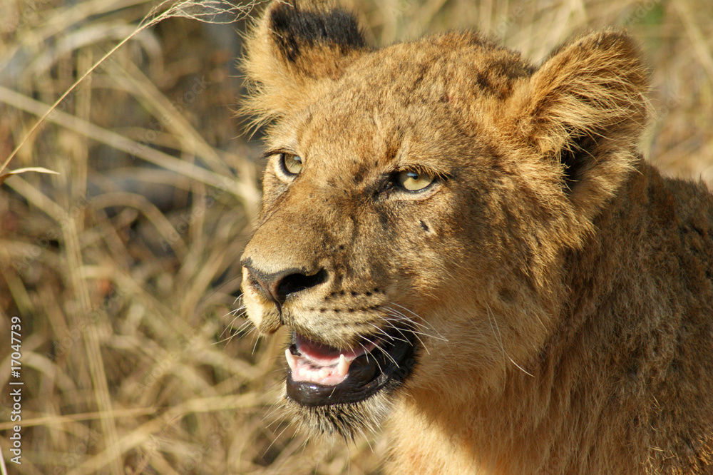 Obraz premium jeune lion 2