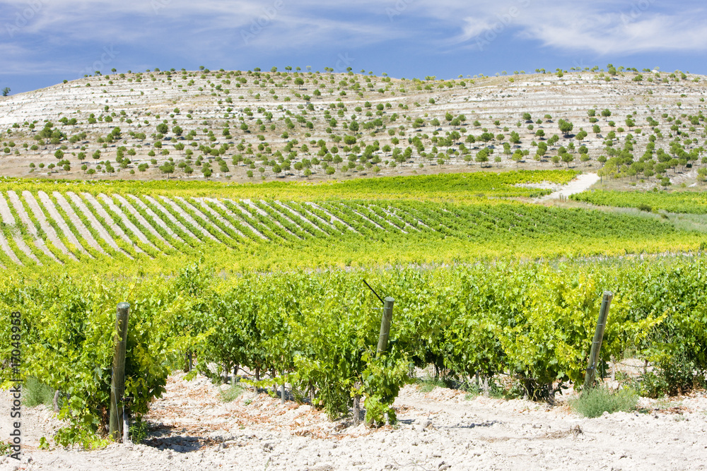 vineyards near Villabanez, Castile and Leon, Spain