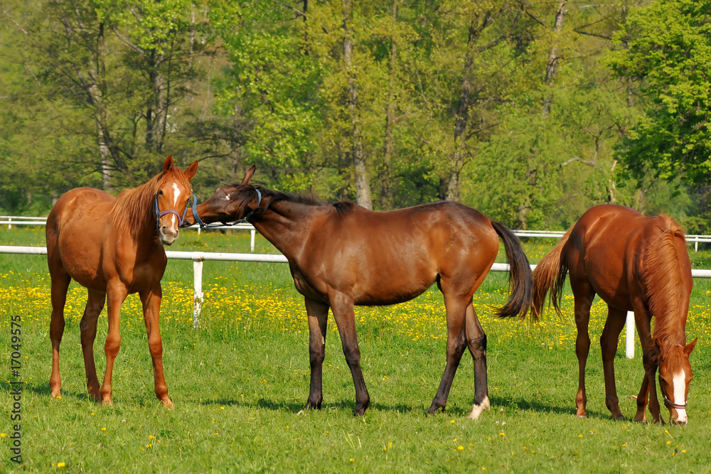 horses at grass horses at grass