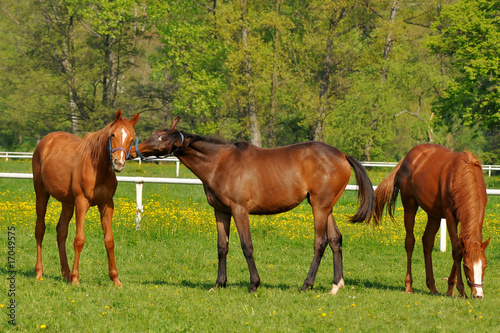 horses at grass