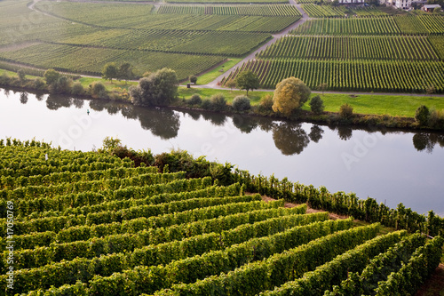 Mosel bei Trittenheim, Weinanbau, Reben photo