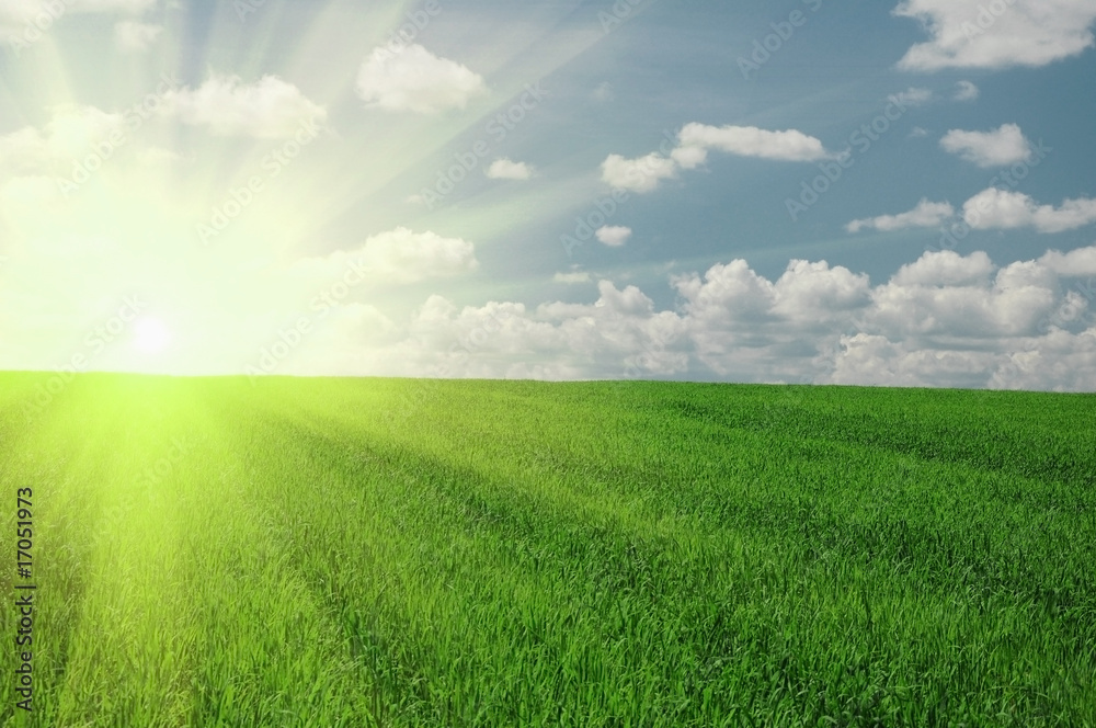 green field and sun sky