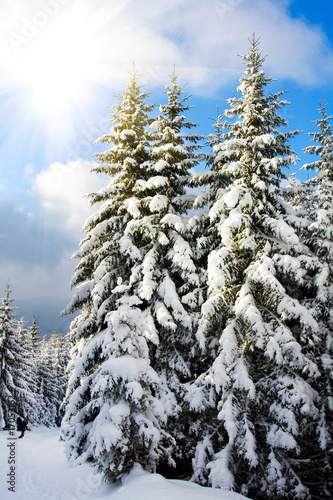 Winter tree © Maygutyak