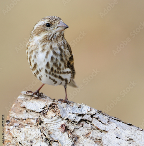 Rosebreasted Grosbeak (female) photo