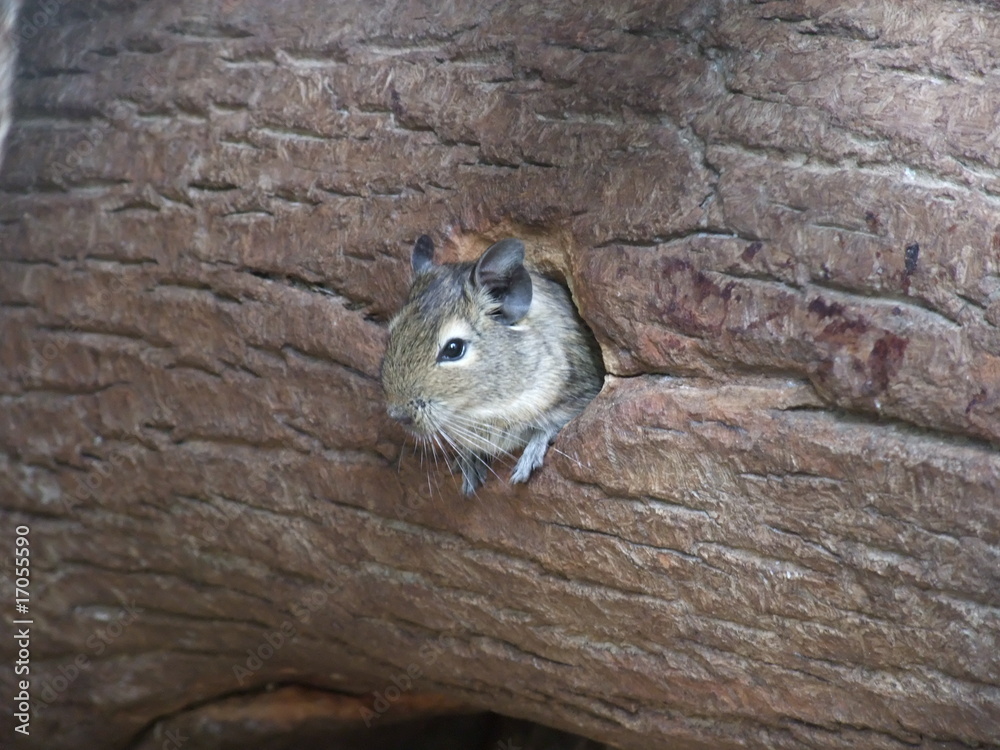 Fototapeta premium eichhörnchen