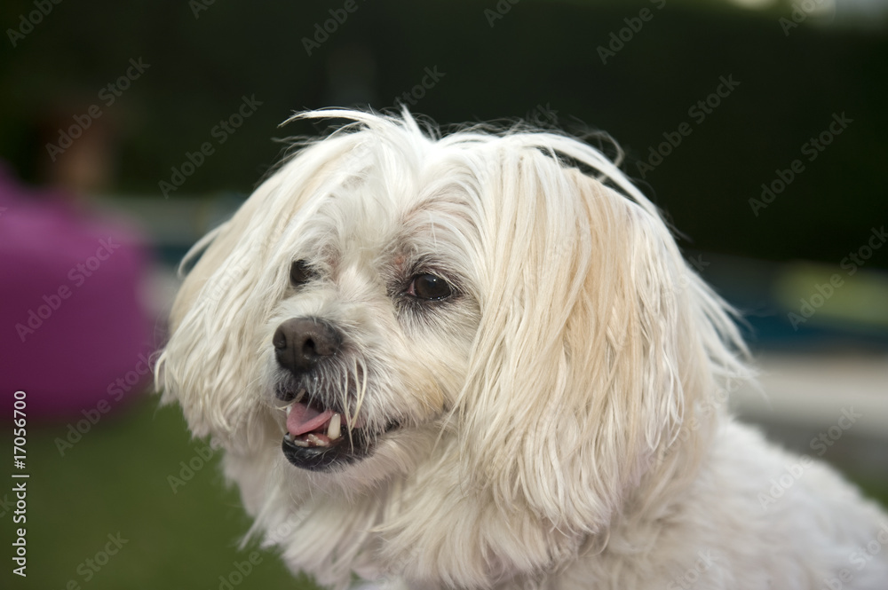 cute white terrier