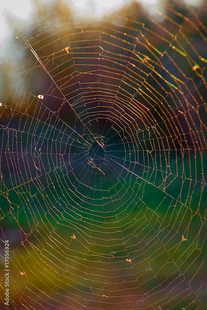 spiderweb brightness