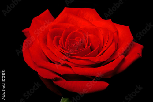 Red rose flower on black