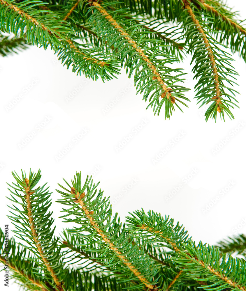 Pine branches