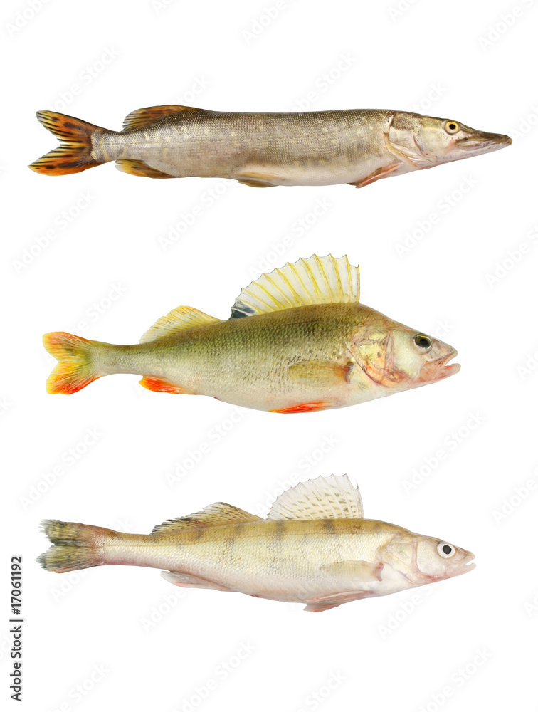 Pike, perch and pikeperch isolated on white Pike, perch and pikeperch isolated on white