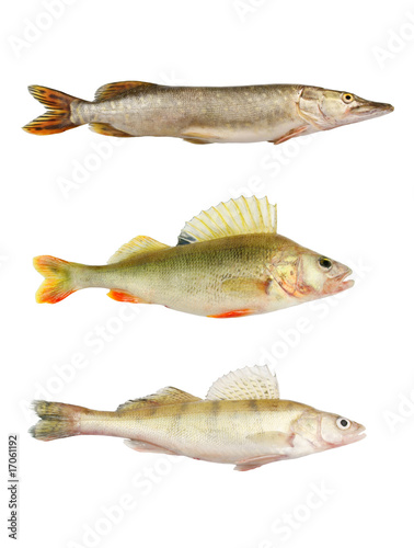Pike, perch and pikeperch isolated on white