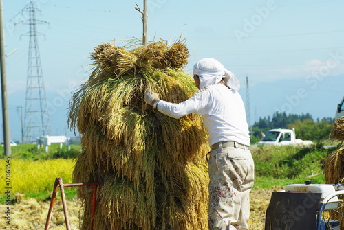 はさ掛け作業 photo