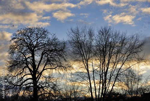 baum © Tom Bayer