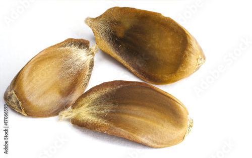 Foto Macro of Beech Mast