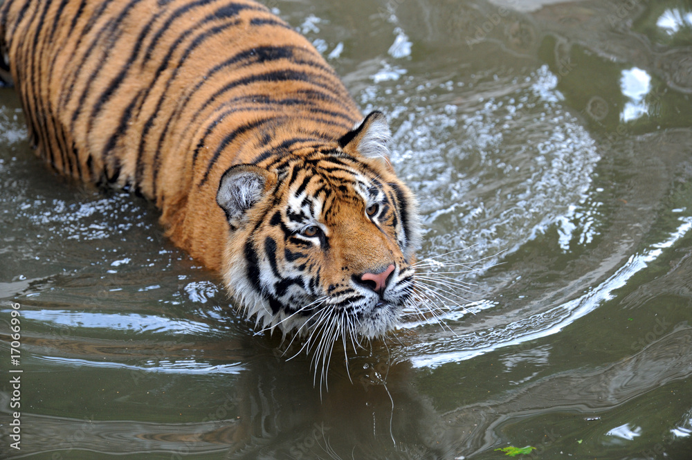 Naklejka premium Tiger