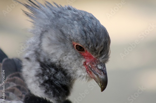 Halsband-Wehrvogel 1 photo