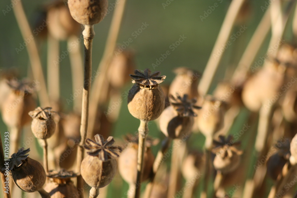 Obraz premium makówki