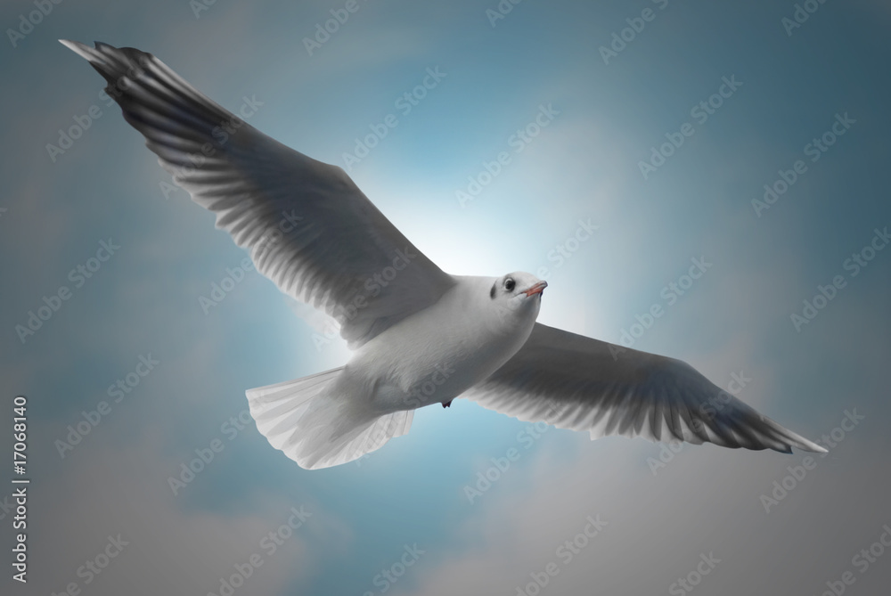 Fototapeta premium Flying seagull