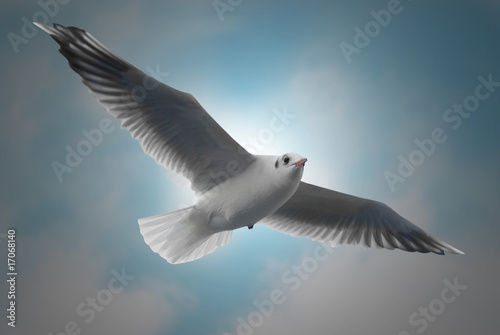 Flying seagull © Pavlo Vakhrushev