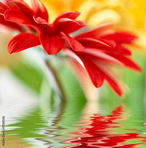Fototapeta Naklejka Na Ścianę i Meble -  Red daisy-gerbera with soft focus reflected in the water.