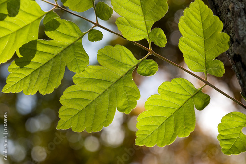 Leraves in autumn, blurred background