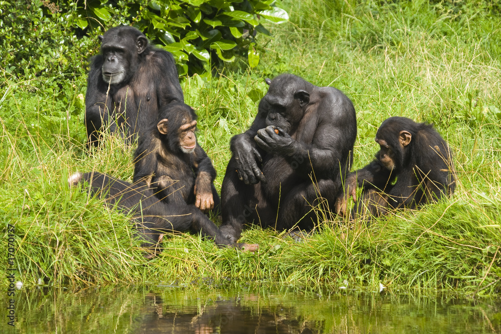 Fototapeta premium Chimpanzee
