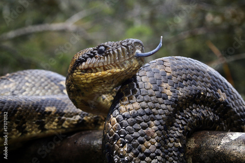 Madagaskar Boa photo
