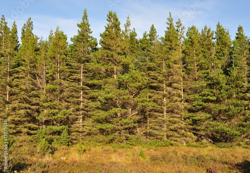 Tableau sur toile Conifer plantation on the Isle of Skye