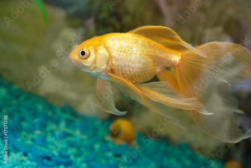 Tropical golden fish