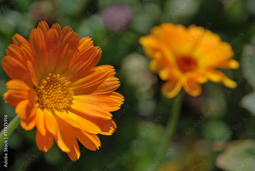 Calendula Calendula