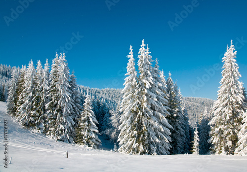 winter spruce trees © wildman