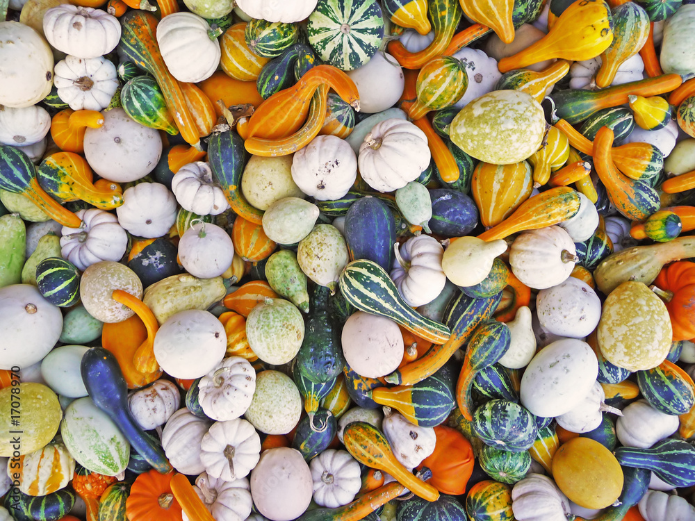 Many gourds background Many gourds background