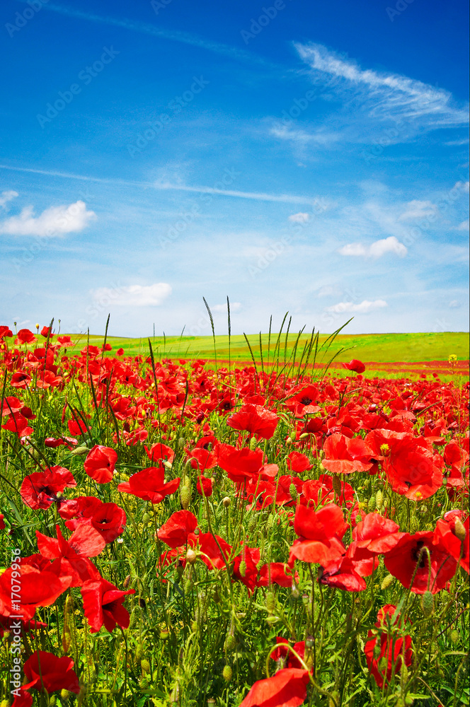 Wonderful blue sky and splendid field of poppies. Wonderful blue sky and splendid field of poppies.