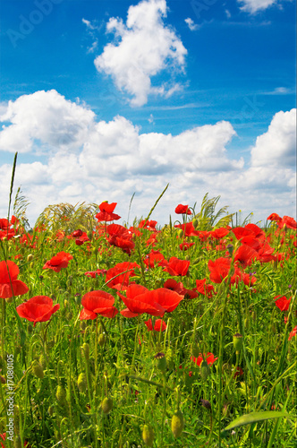 Blue sky with thunderclouds and splendid field of poppies.